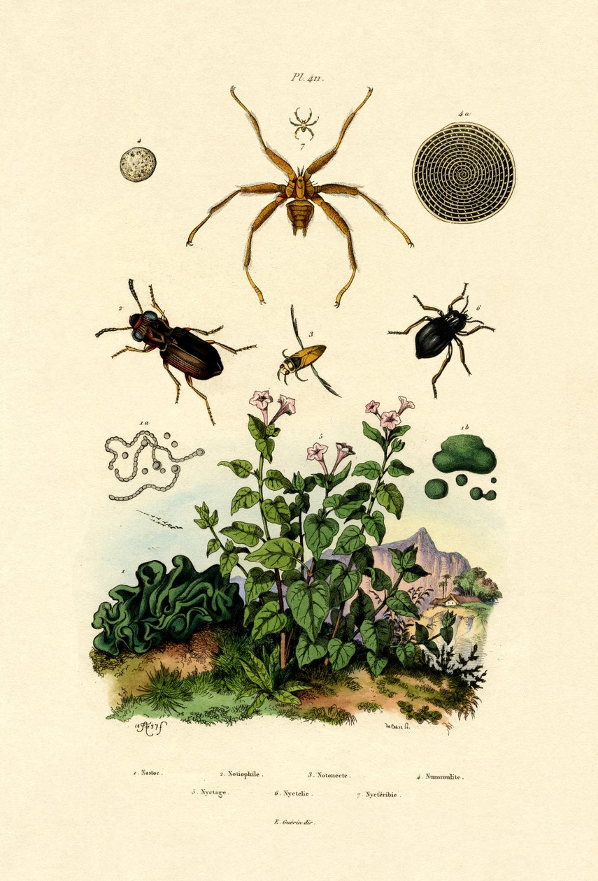 Jordbille, 1833-39 af French School