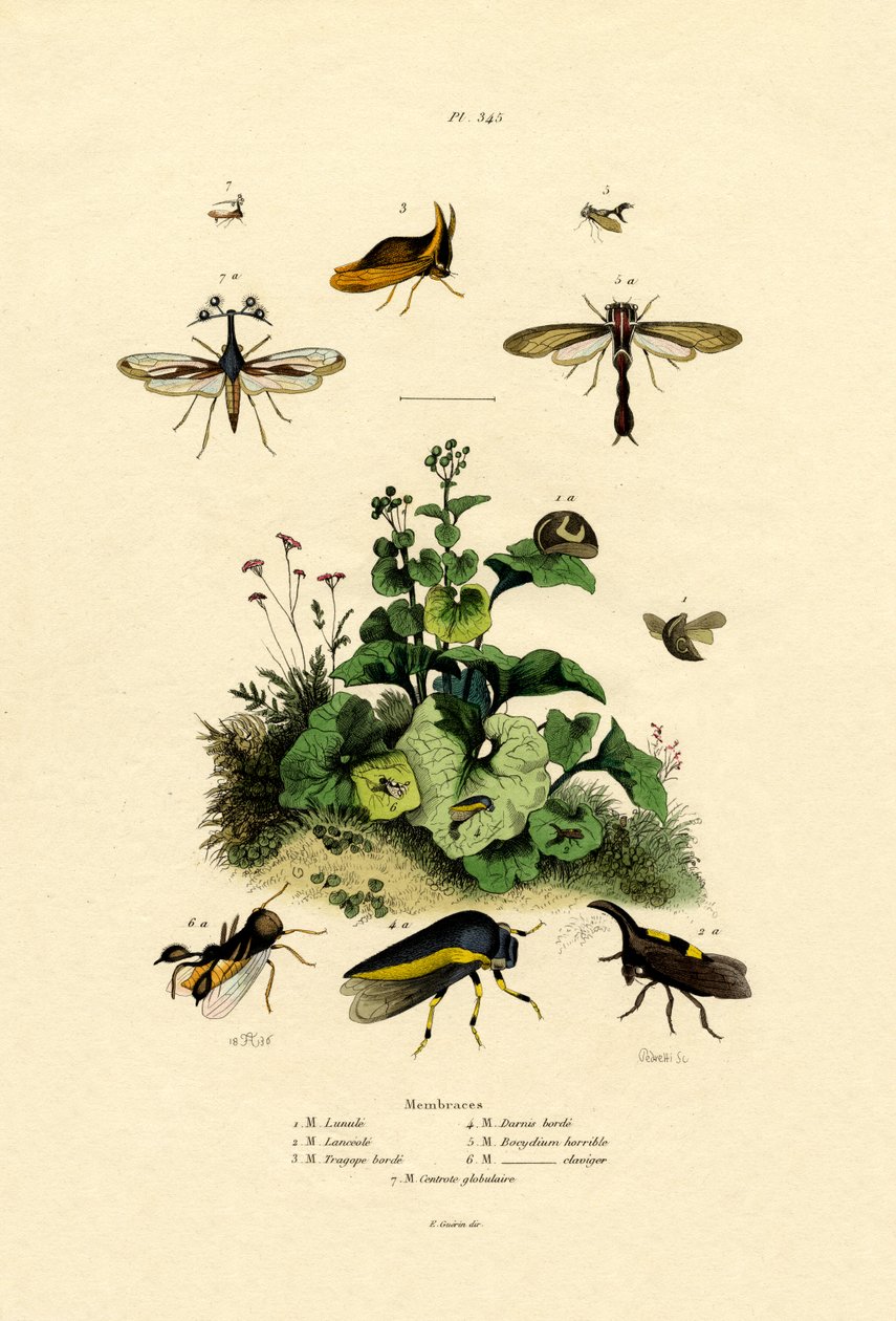 Homoptera, 1833-39 af French School