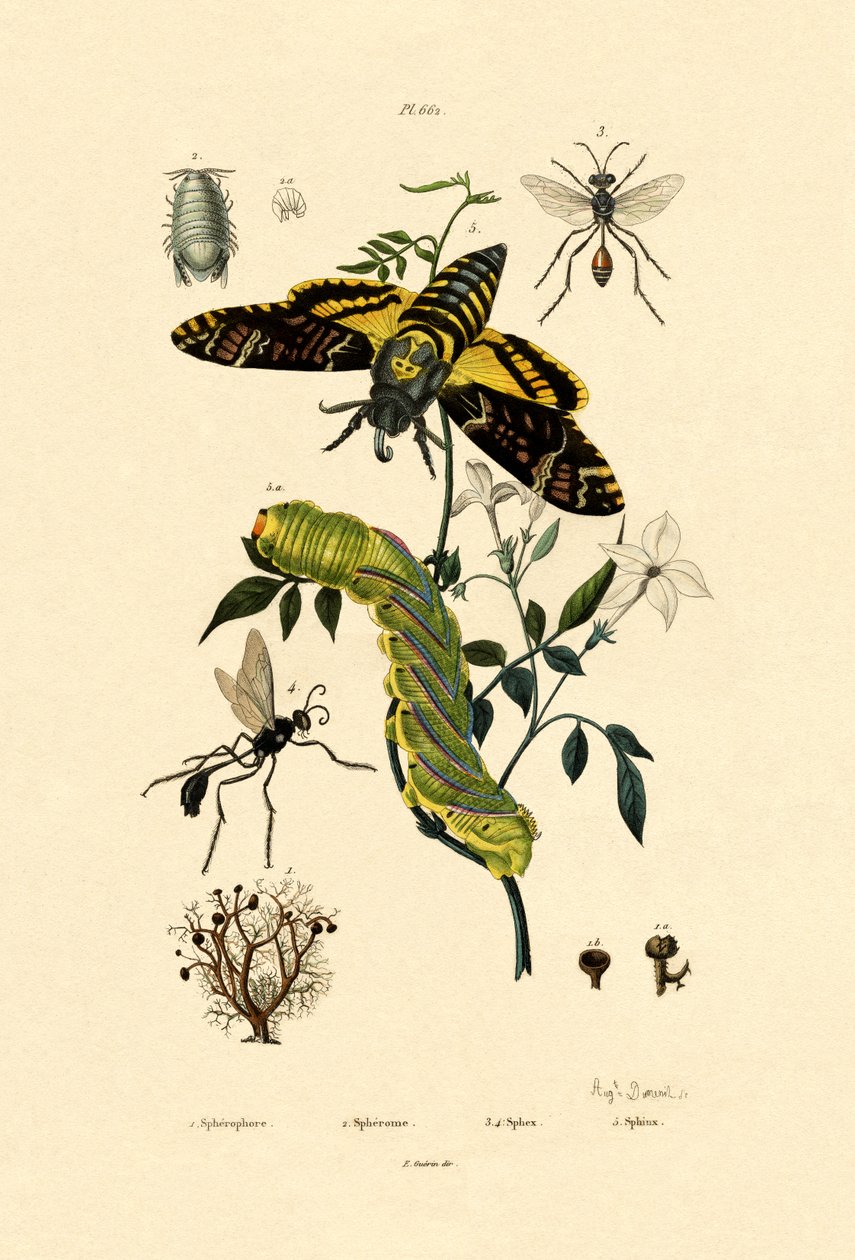 Hoverfly, 1833-39 af French School
