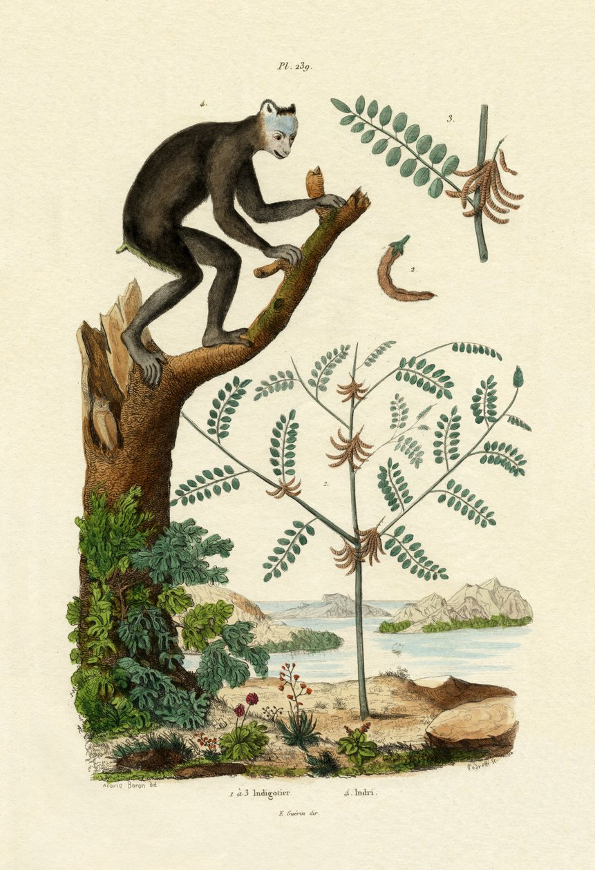 Indigo, 1833-39 af French School