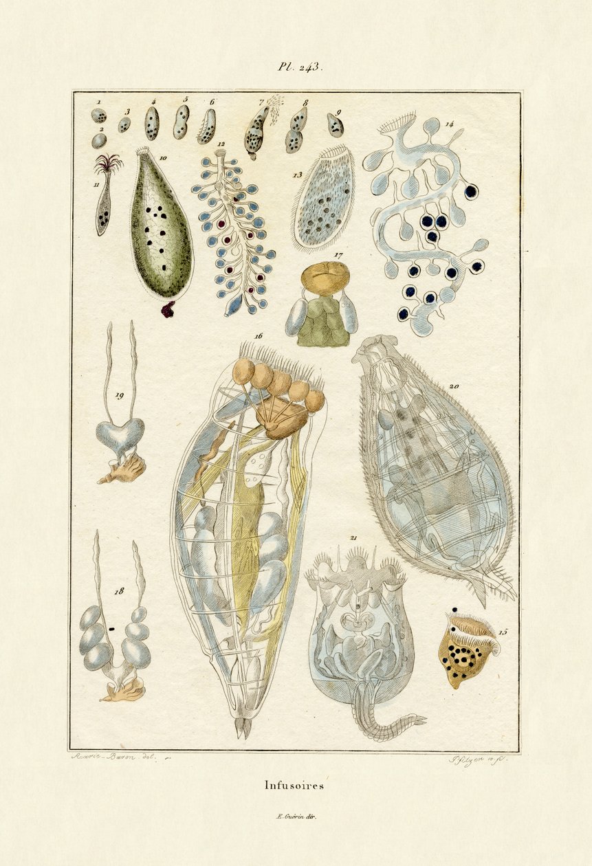 Infusoria, 1833-39 af French School