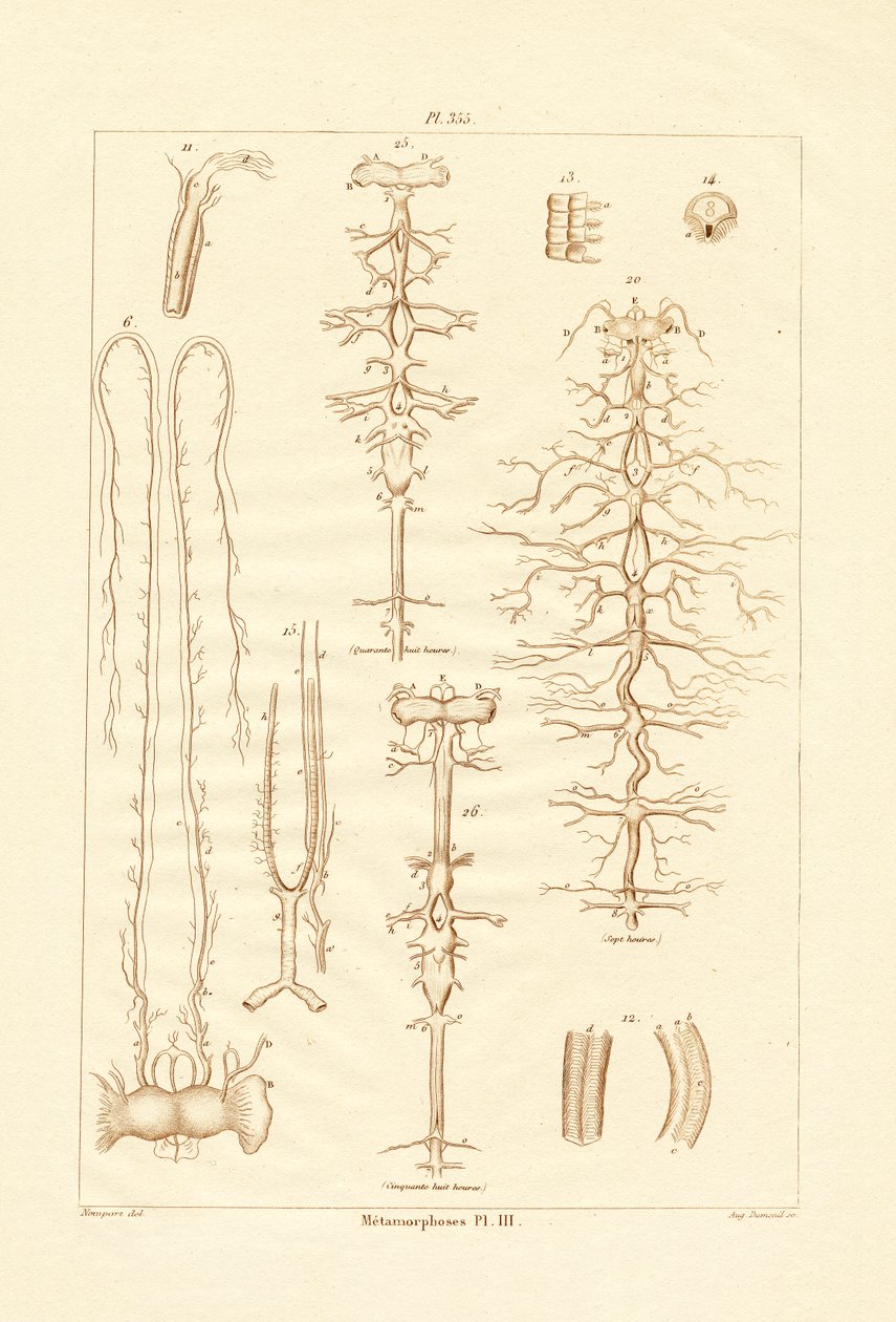 Metamorfose, 1833-39 af French School