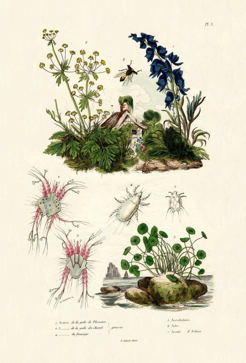 Mider, 1833-39 af French School