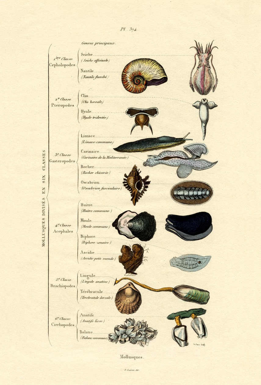 Bløddyr, 1833-39 af French School