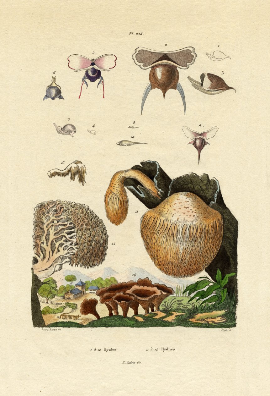 Svampe, 1833-39 af French School