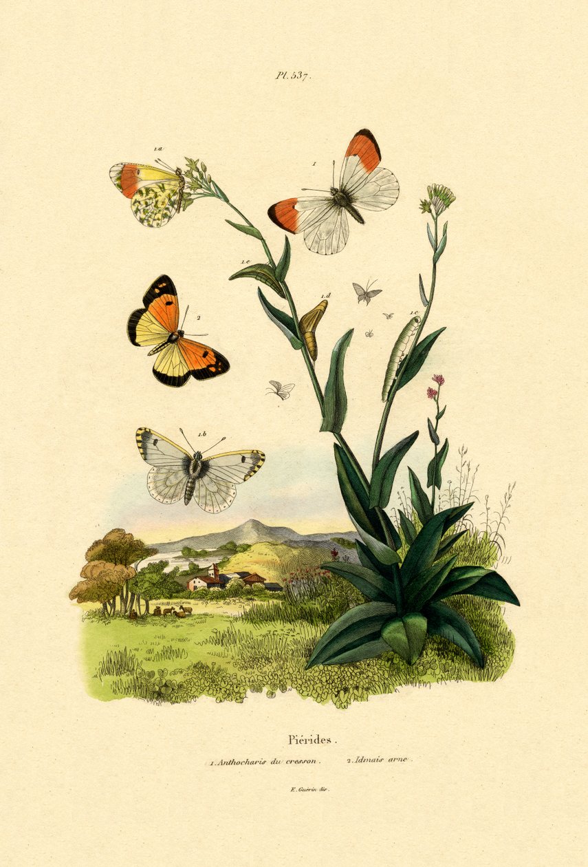 Orange Tip, 1833-39 af French School