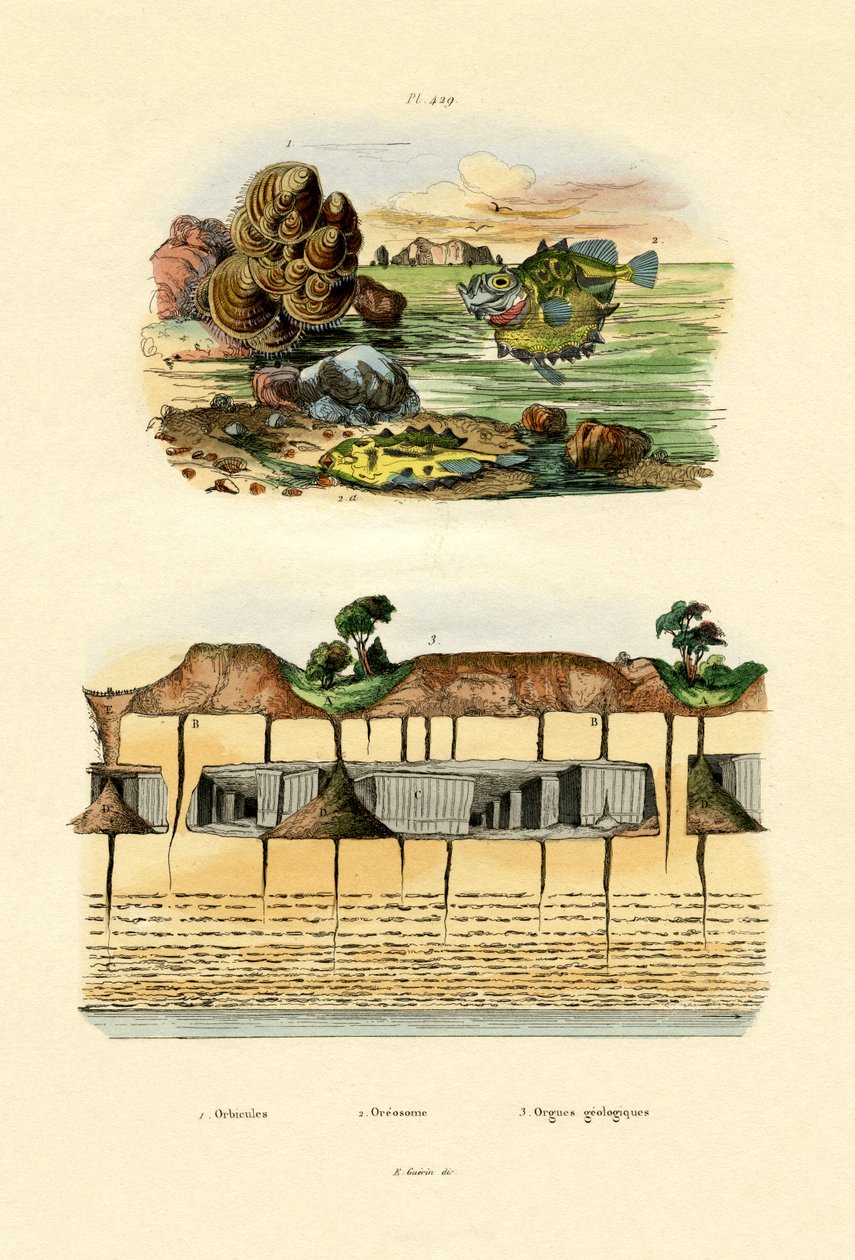 Orbicula Shell, 1833-39 af French School