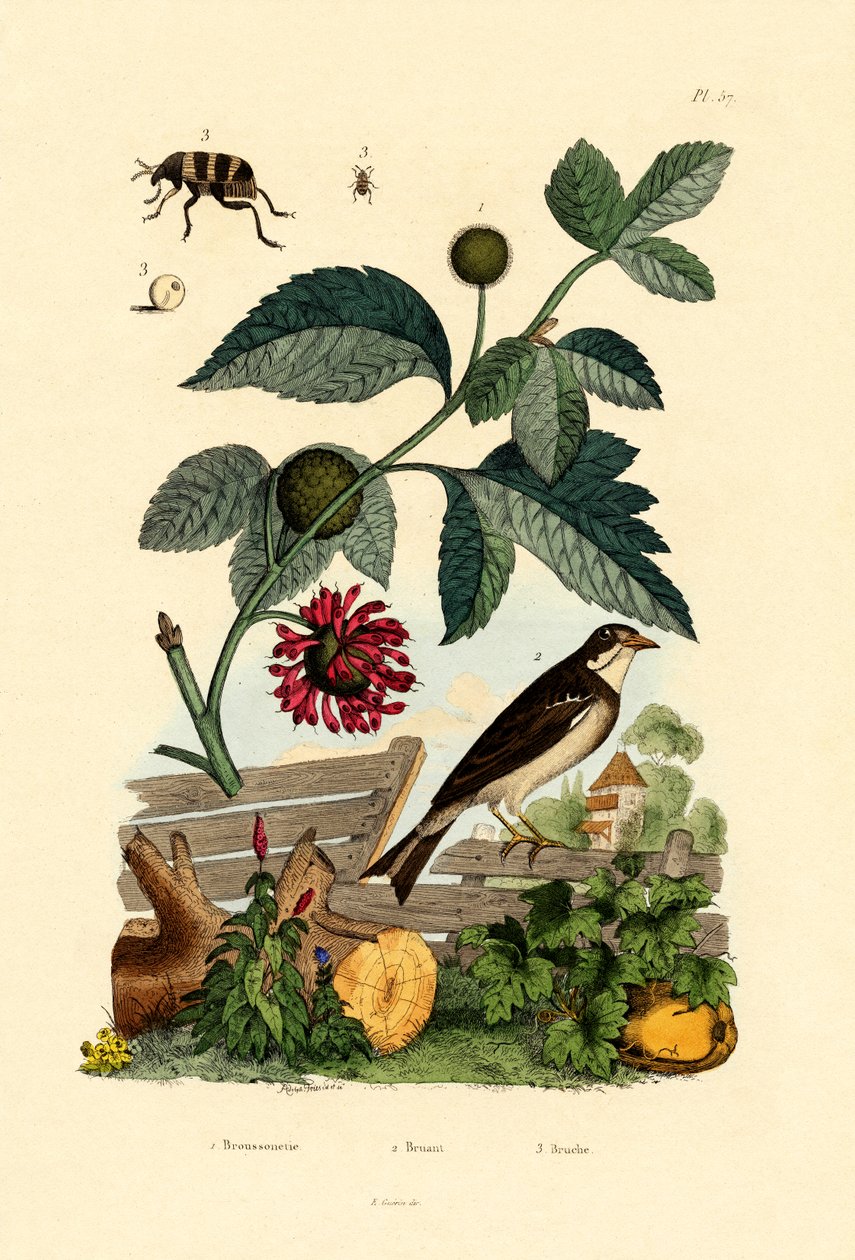 Papir Mulberry, 1833-39 af French School