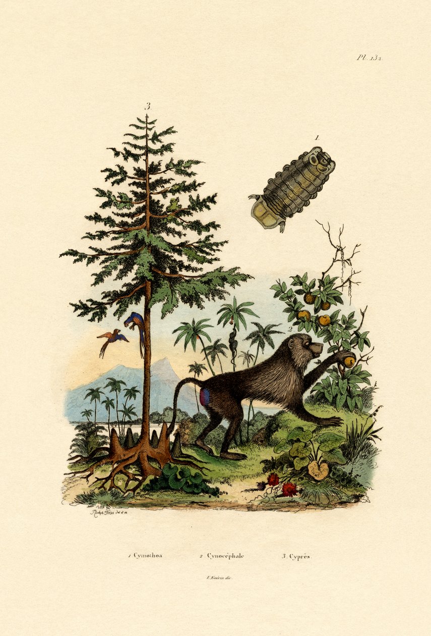 Parasitisk krebsdyr, 1833-39 af French School