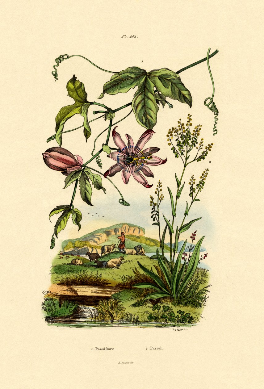 Passionsblomst, 1833-39 af French School