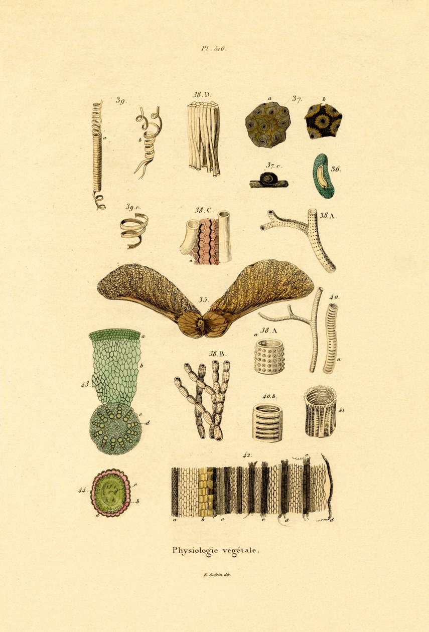 Planter, 1833-39 af French School