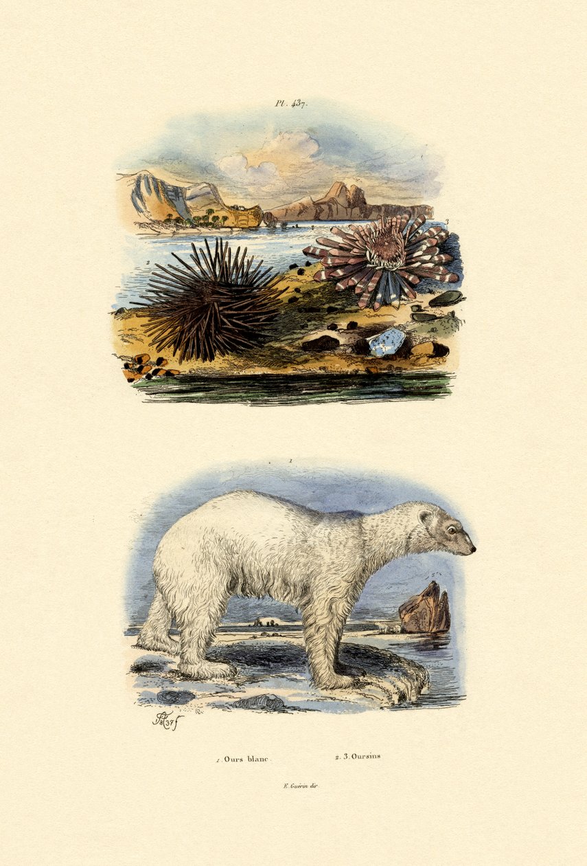 Isbjørn, 1833-39 af French School