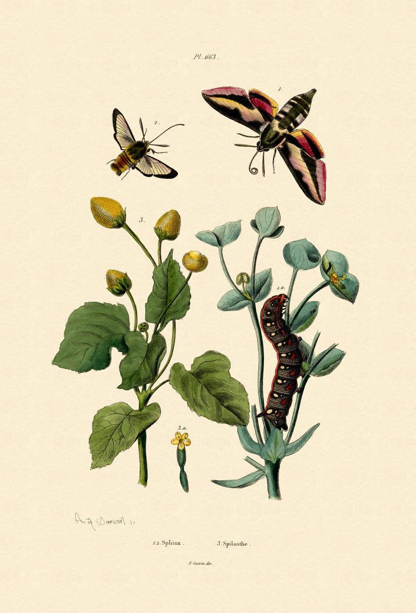 Liguster Hawkmoth, 1833-39 af French School