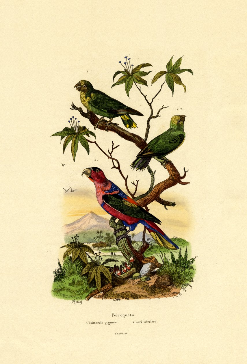 Pygmæ papegøje, 1833-39 af French School