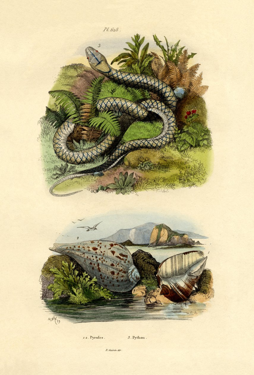 Pyrula-skaller, 1833-39 af French School
