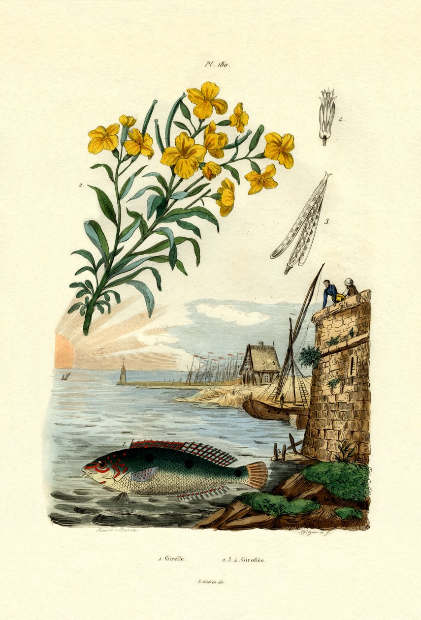 Rainbow Wrasse, 1833-39 af French School