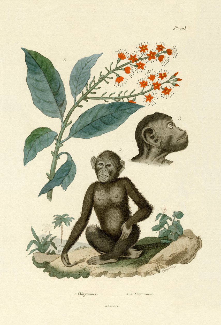 Rød Bushwillow, 1833-39 af French School
