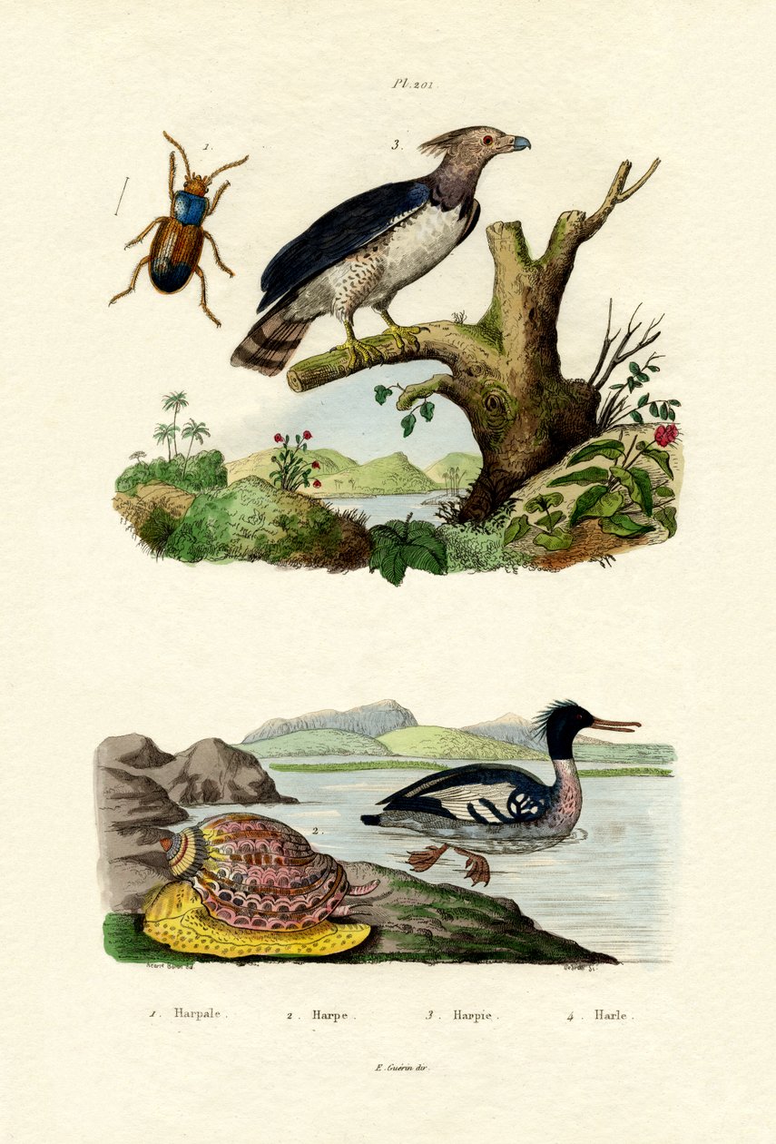 Rødbrynet Merganser, 1833-39 af French School