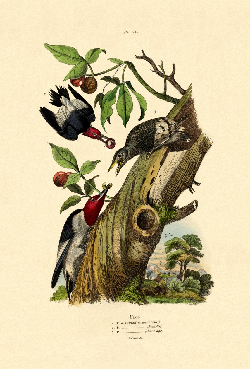 Rødhovedet Spætte, 1833-39 af French School
