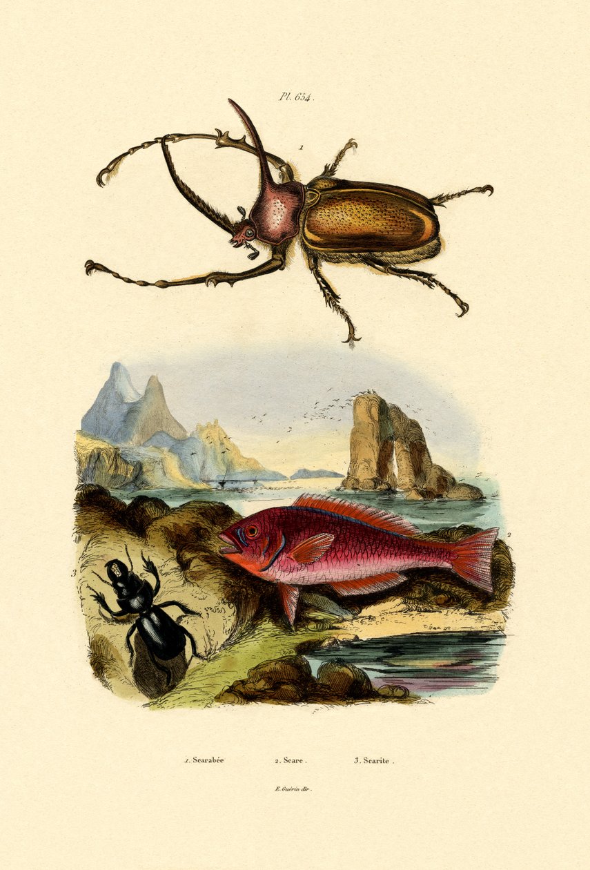 Scarab Beetle, 1833-39 af French School