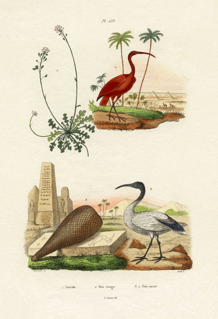 Scarlet Ibis, 1833-39 af French School