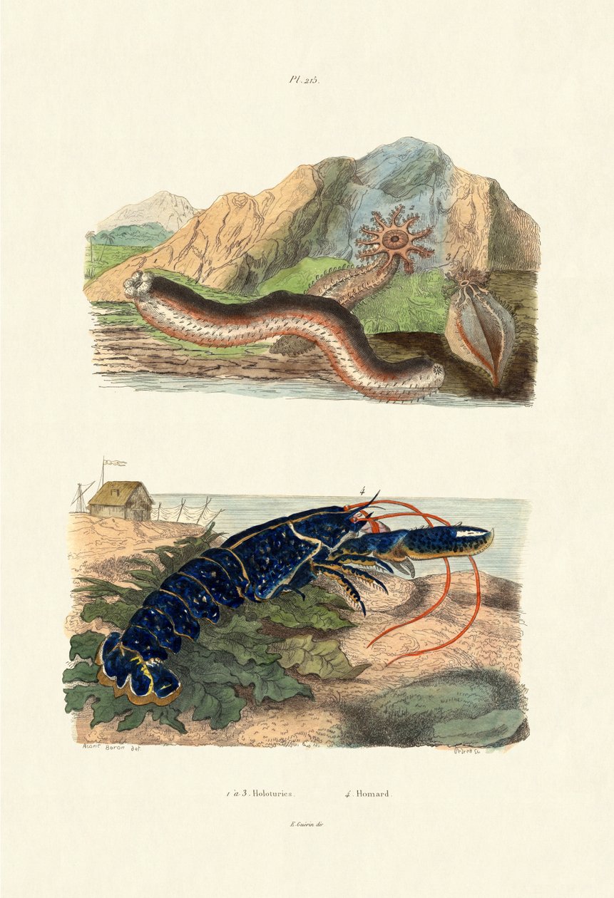 Havagurker, 1833-39 af French School