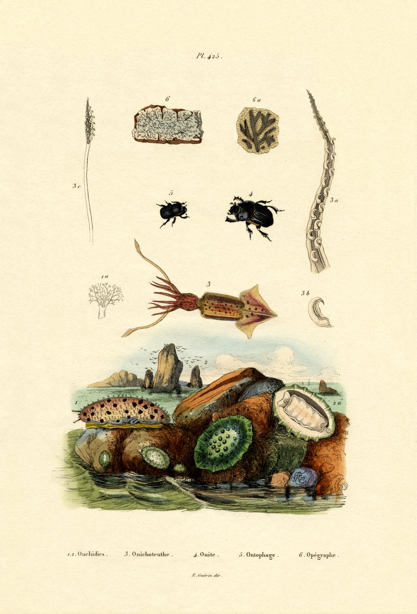 Søsnegl, 1833-39 af French School