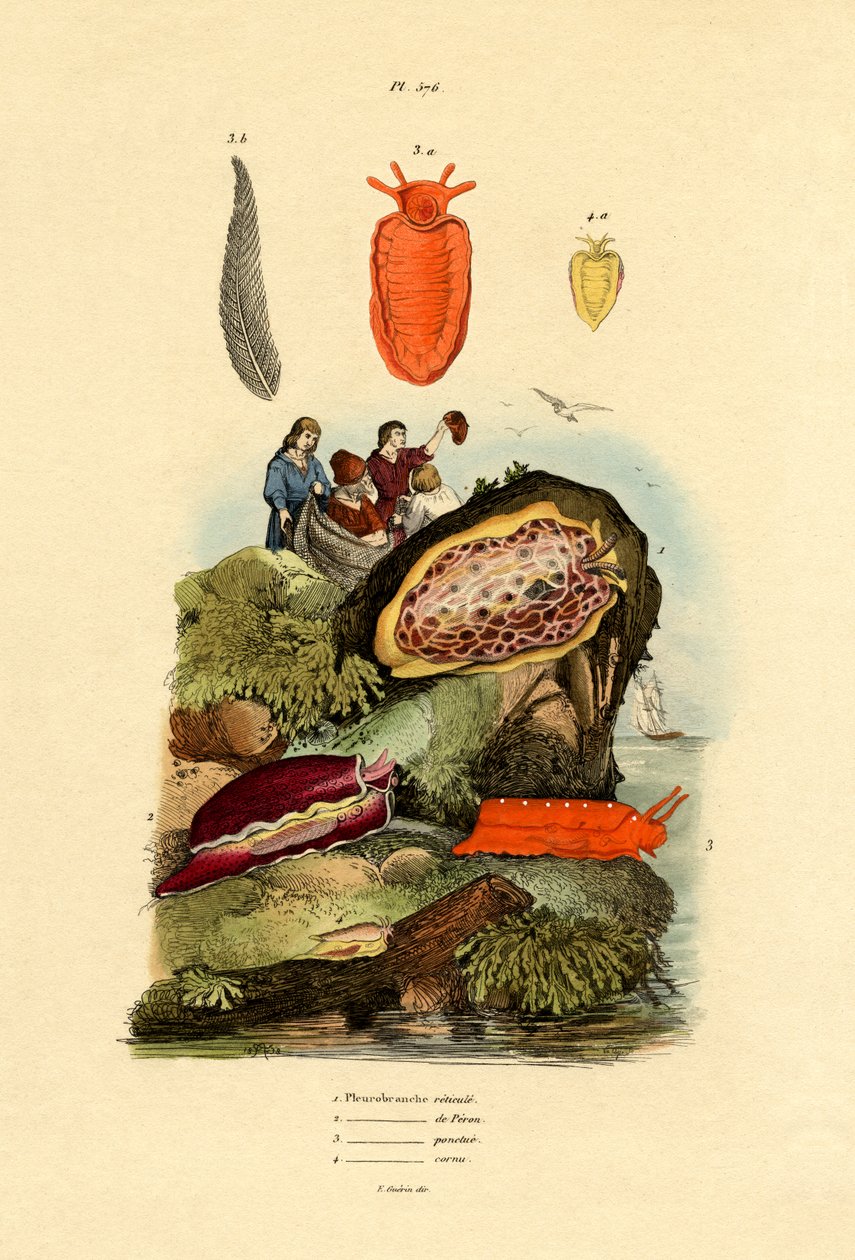 Søsnegle, 1833-39 af French School