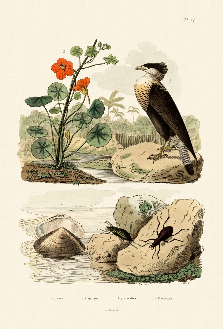 Shell, 1833-39 af French School