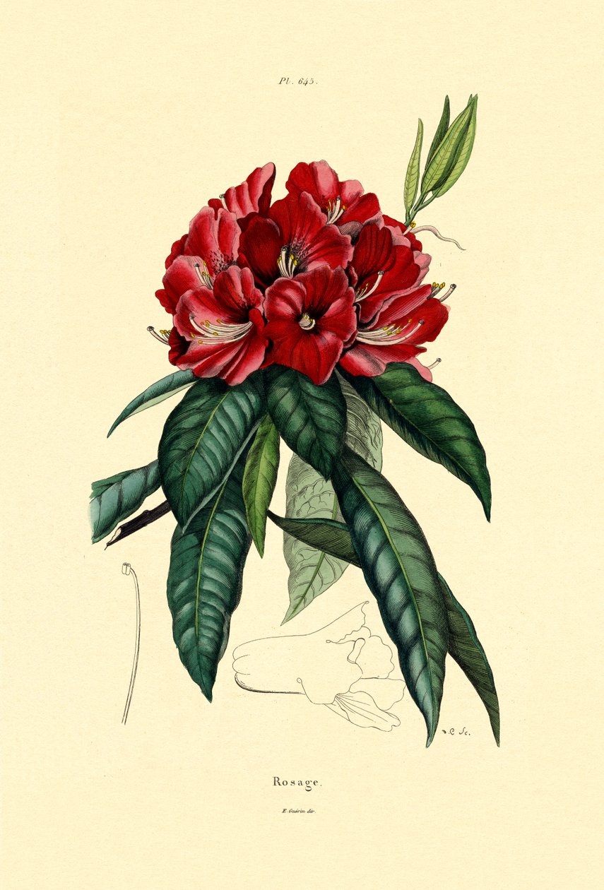 Snerose, 1833-39 af French School