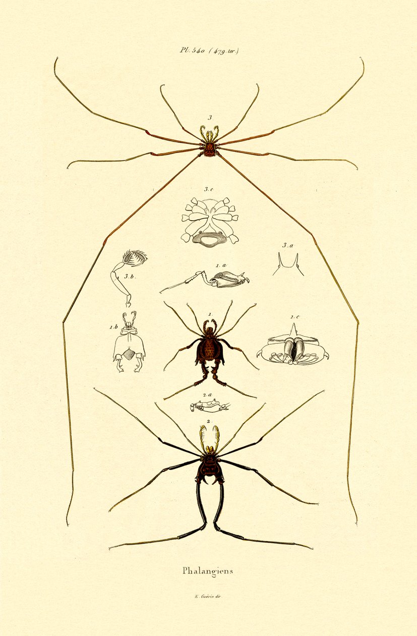 Edderkopper, 1833-39 af French School