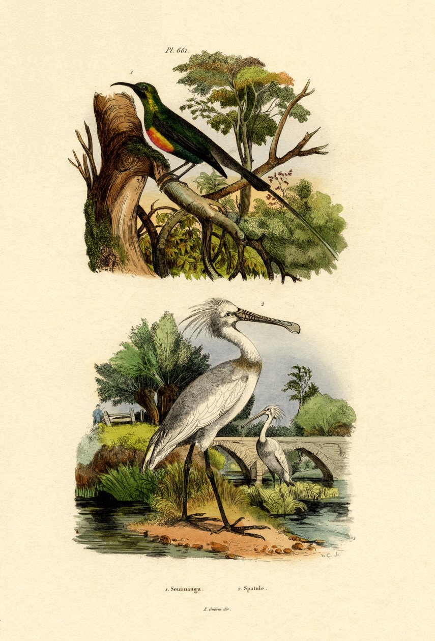 Solsort, 1833-39 af French School