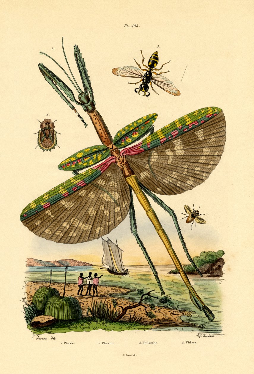 Tachinidflue, 1833-39 af French School