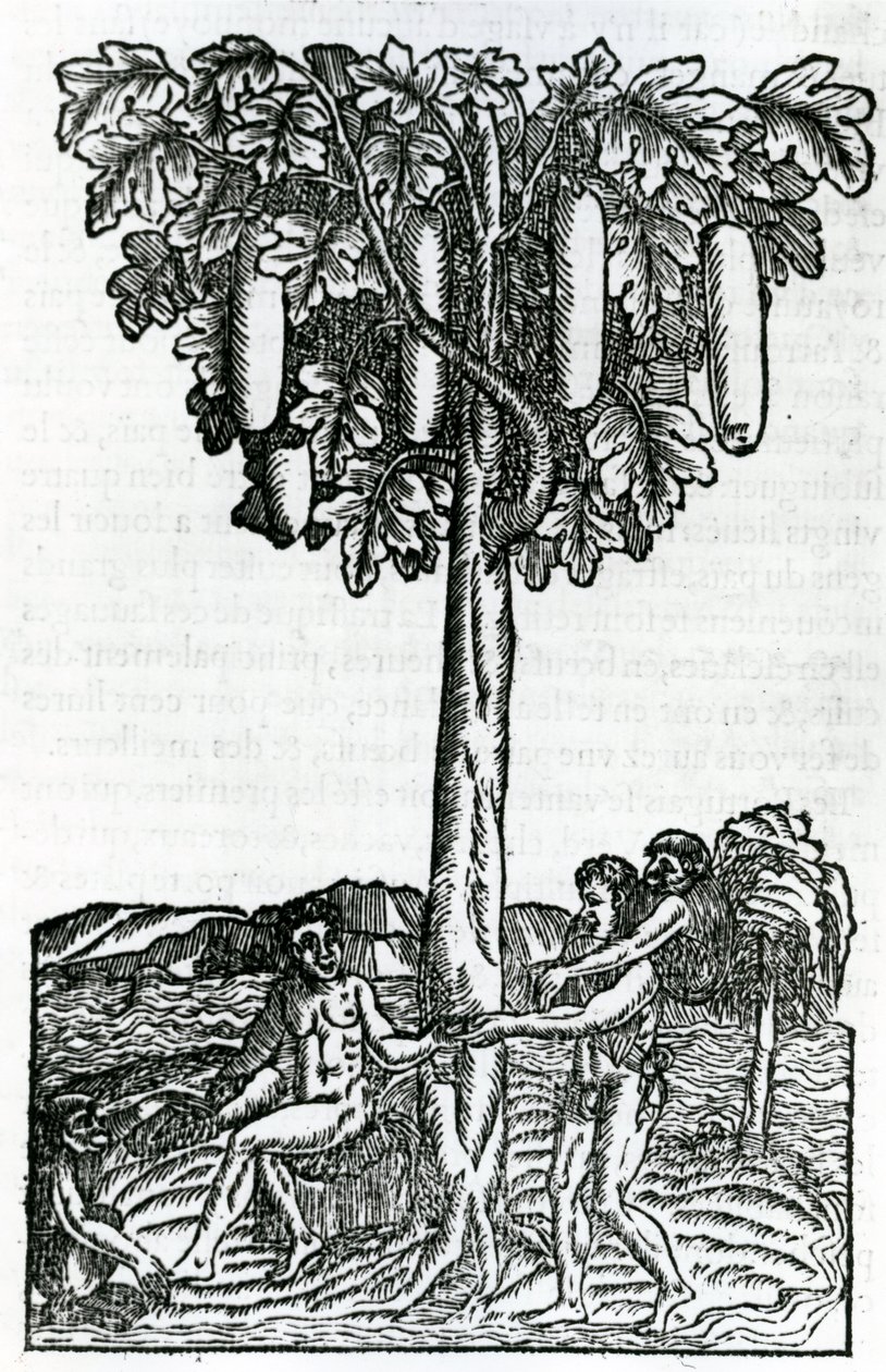 Træhøst, illustration fra Singularities of France Antarctique, af Andre de Thevet, 1558 af French School
