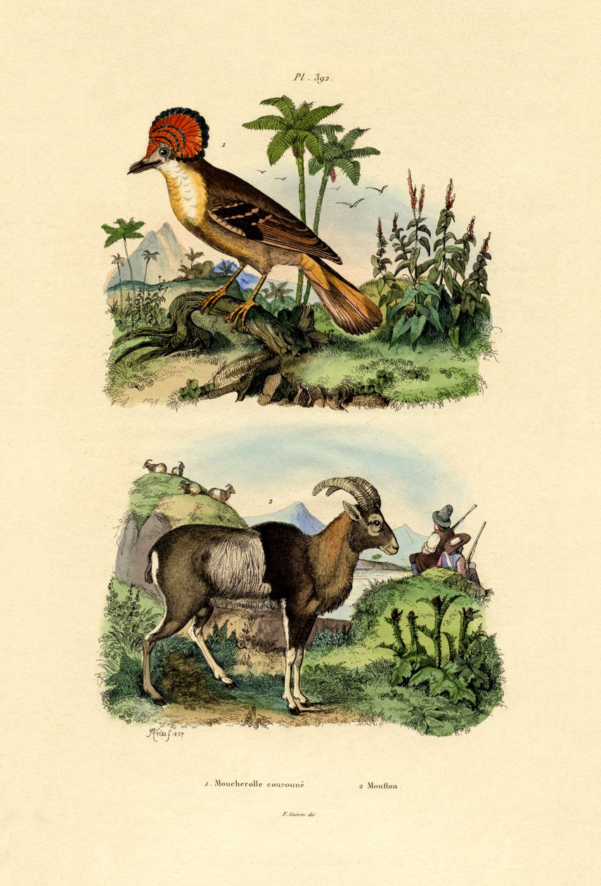 Tyran, 1833-39 af French School