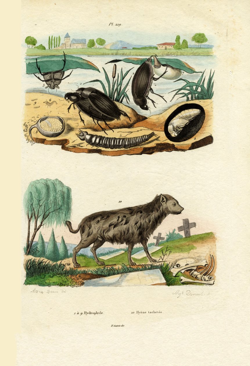 Vandbiller, 1833-39 af French School