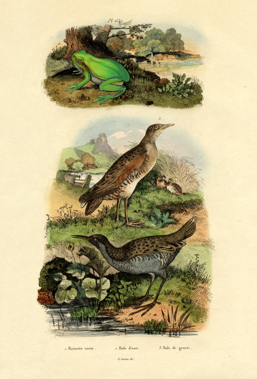 Vandskinne, 1833-39 af French School