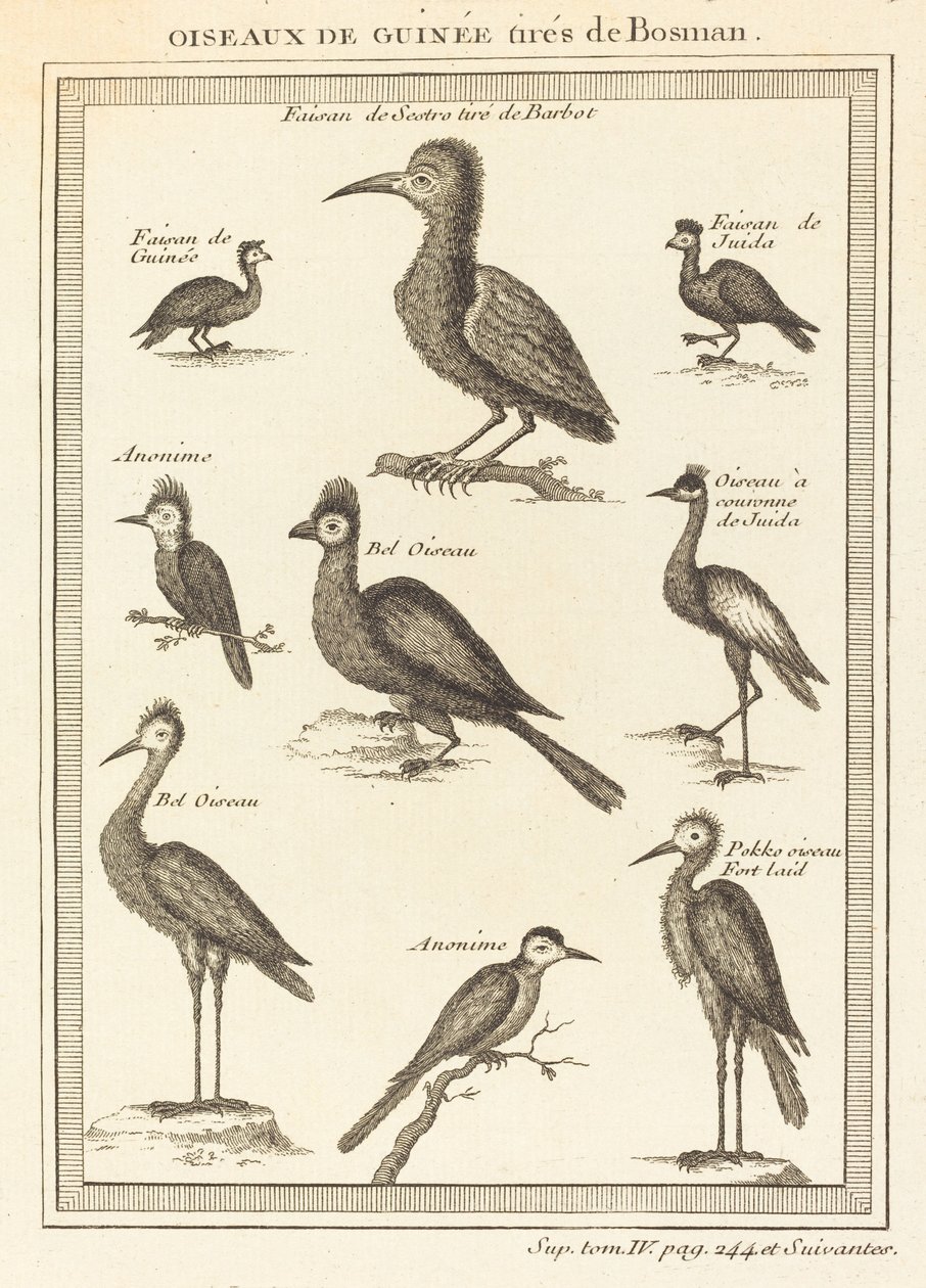 Guineafugle taget fra bosman af French 18th Century