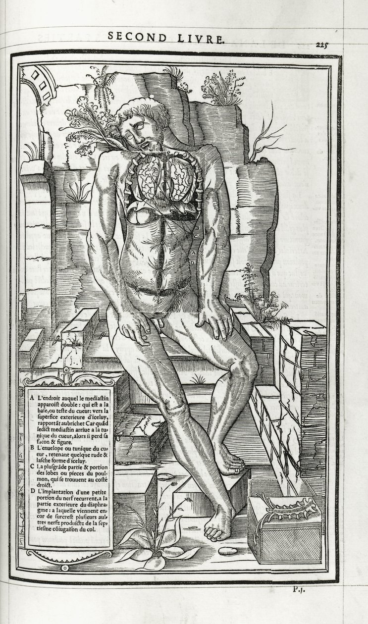 Anatomical illustration, 1546dani af French School