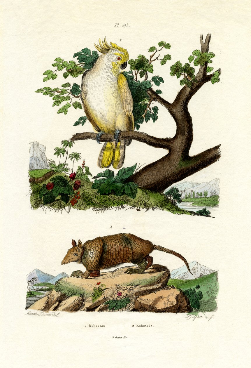 Bæltedyr, 1833-39 af French School