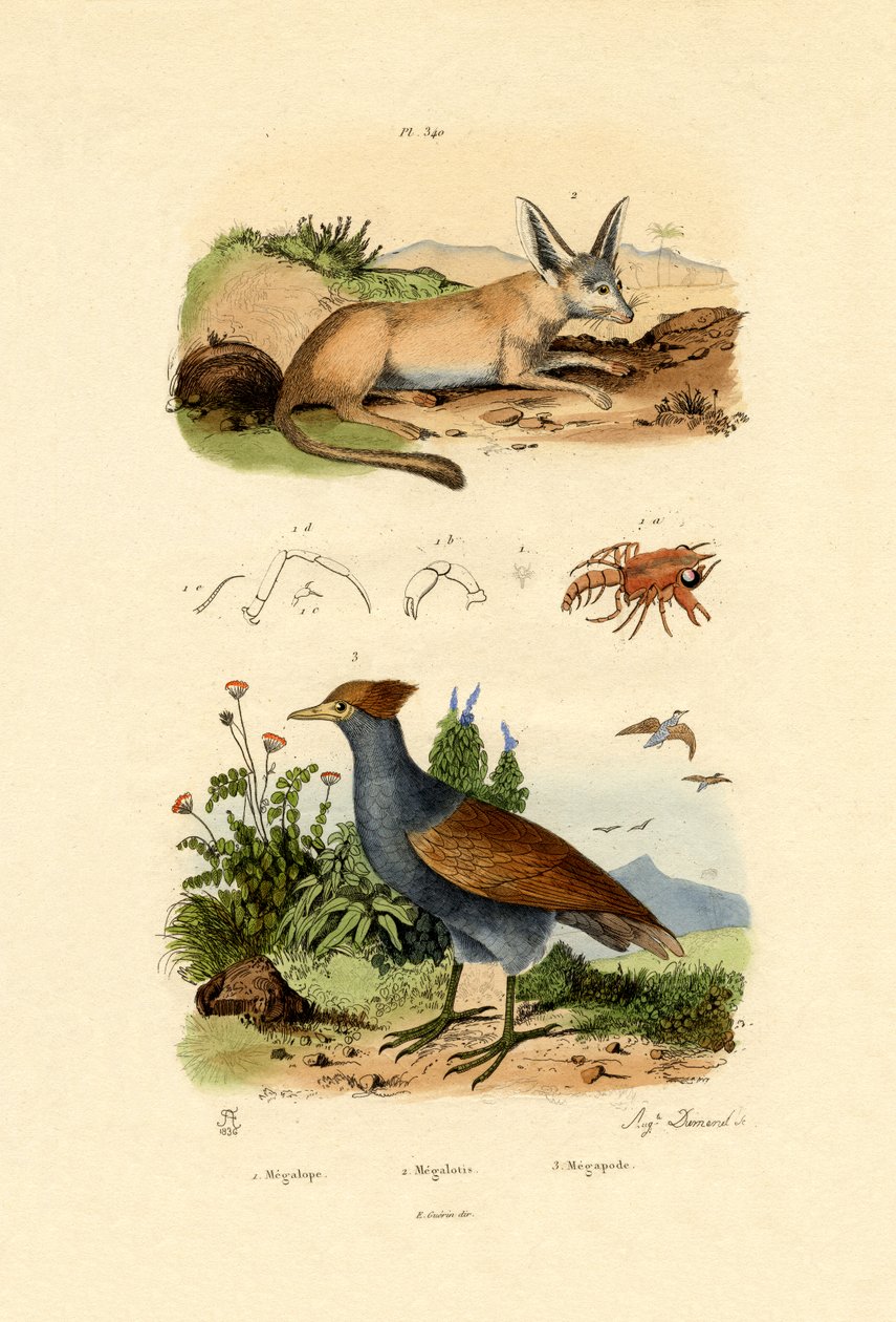 Bat-eared Fox, 1833-39 af French School