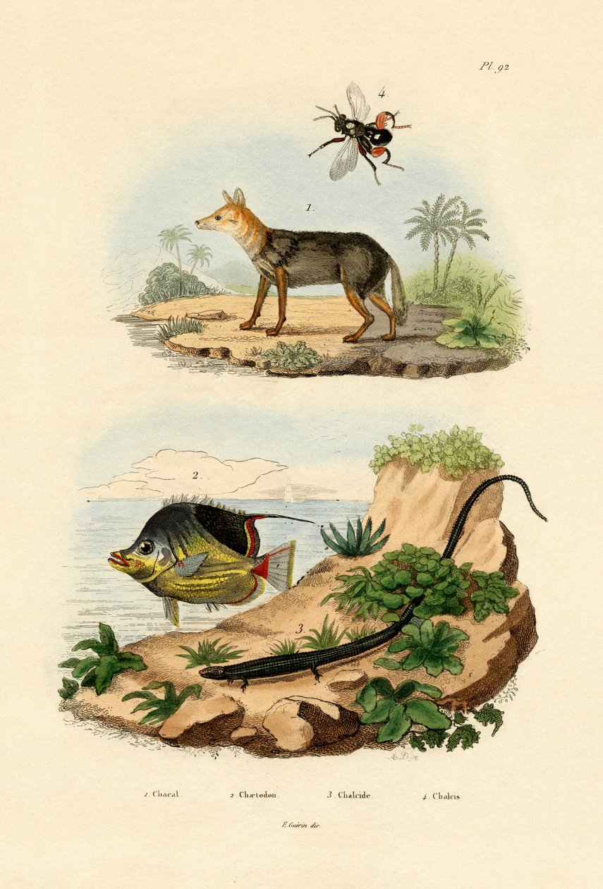 Sortrygget sjakal, 1833-39 af French School