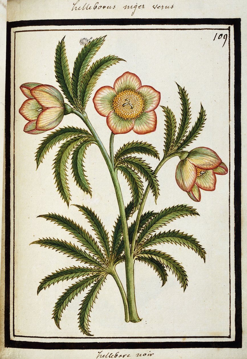 Sort Hellebore, c.1700 af French School