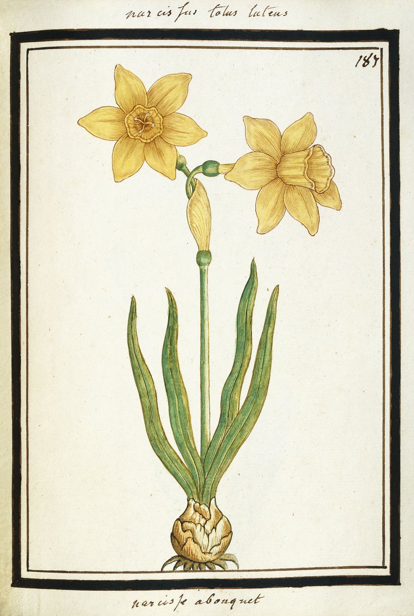 Bouquet Narcissus, c.1700dani af French School
