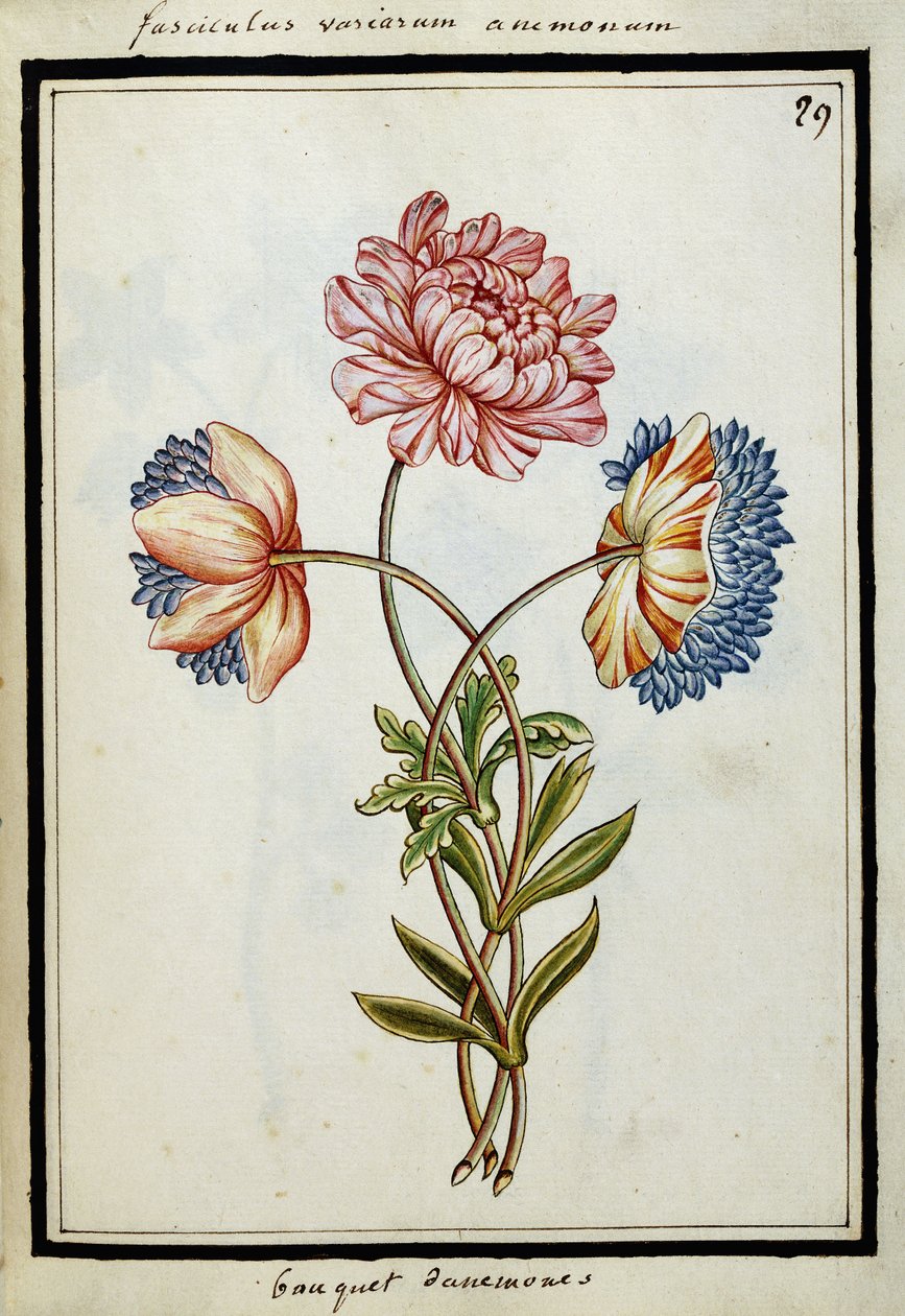Bouquet of Anemones, c.1700dani af French School