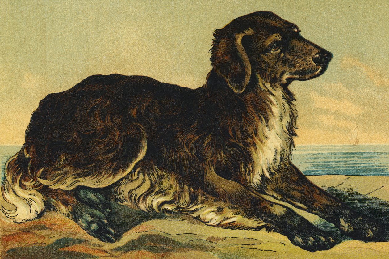 C som hund af French School