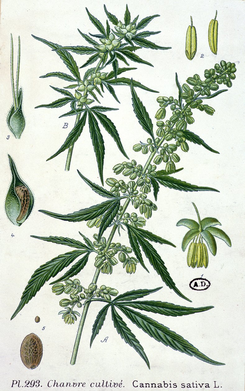 Cannabis sativa, botanisk plade af French School