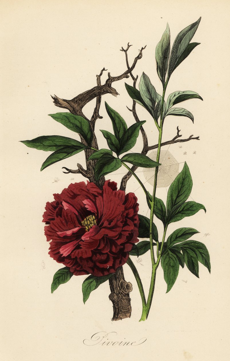 Almindelig pæon, Paeonia officinalis, med spindelvæv af French School