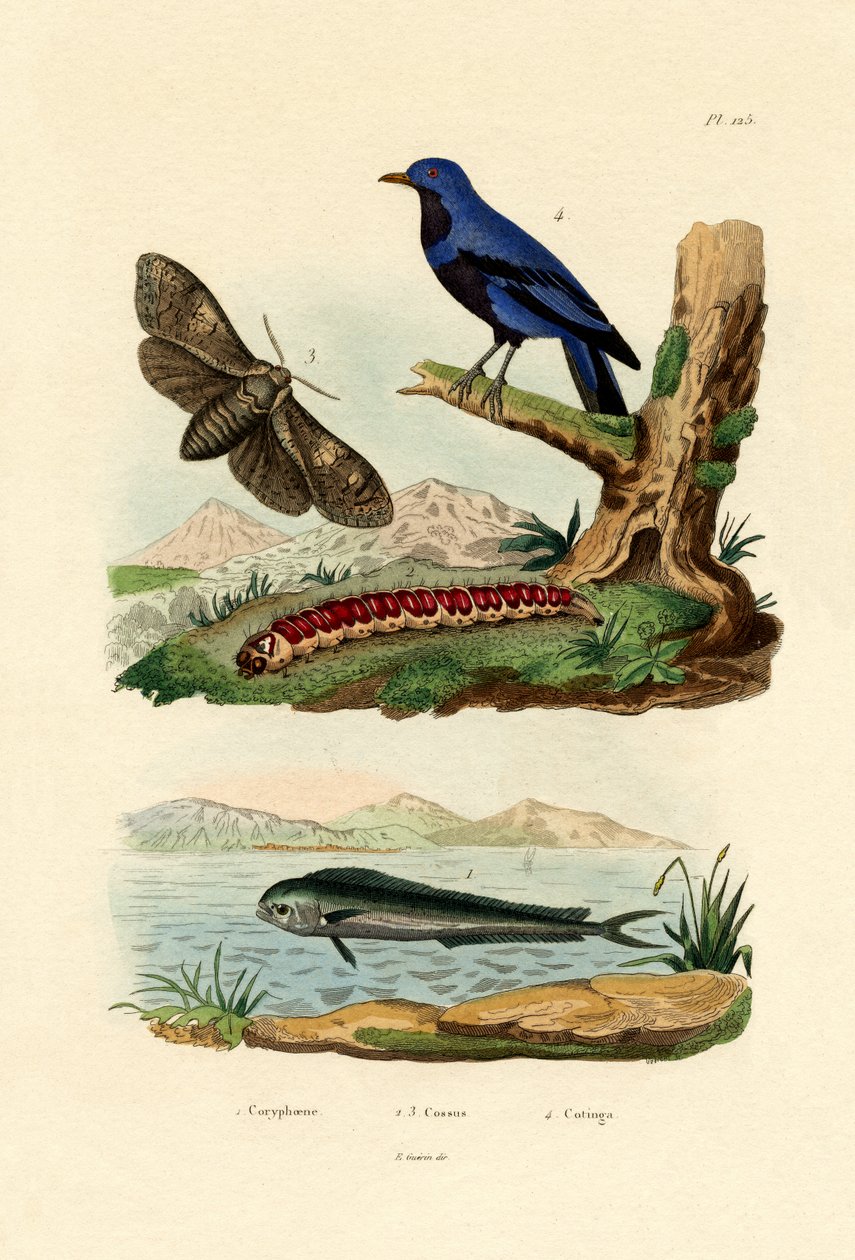 Delfinfisk, 1833-39 af French School