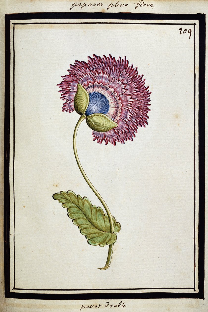 Double Poppy, c.1700dani af French School
